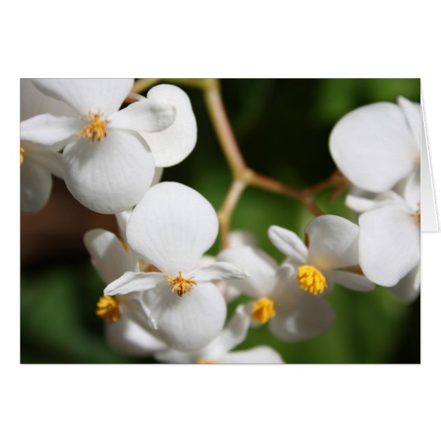 Begonia (Front Horizontal)