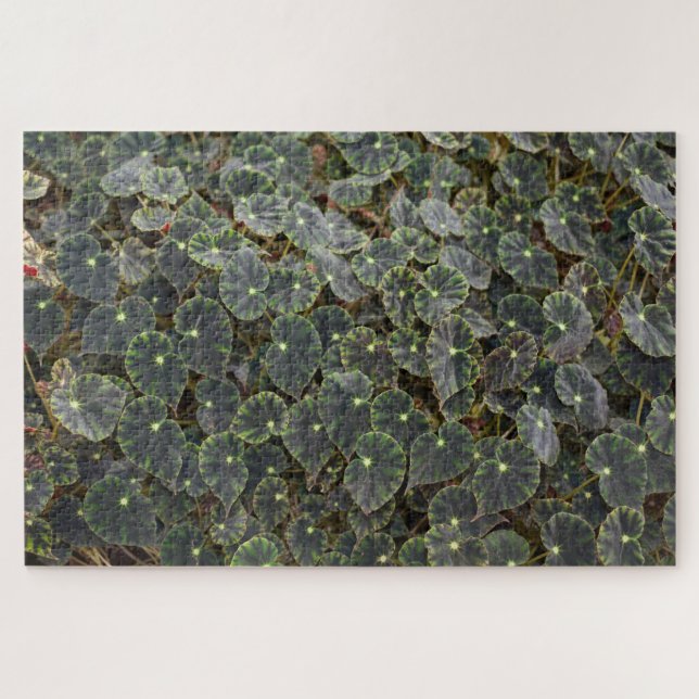 Begonia  bowerae Ziesenh.  'Bethlehem Star' Jigsaw Puzzle (Horizontal)
