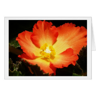 Begonia Cards