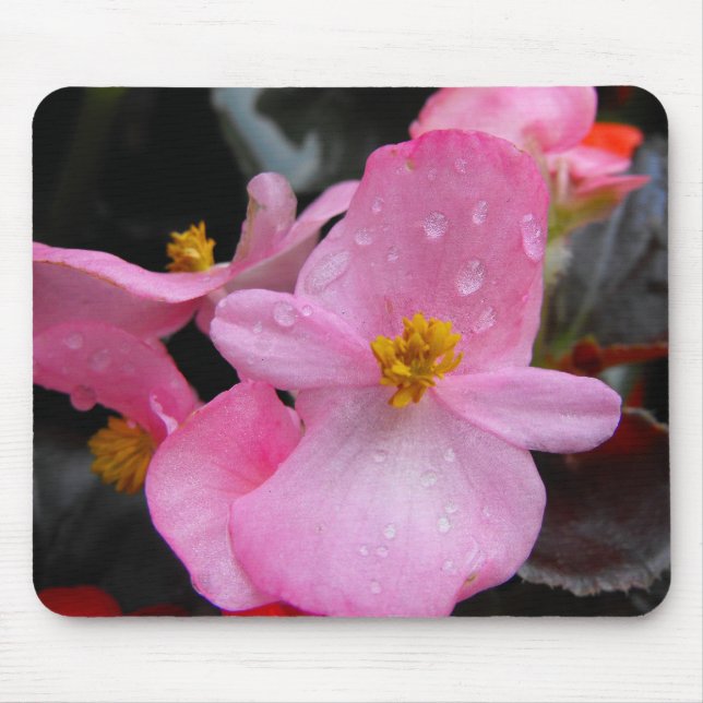 Begonia flowers,海棠 mouse pad (Front)