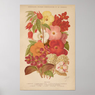 Begonia George Nicholson Poster