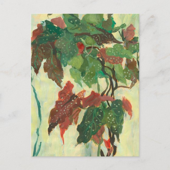 Begonia Maculata Home Garden Plant Floral Painting Postcard (Front)