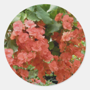 Begonia Stickers