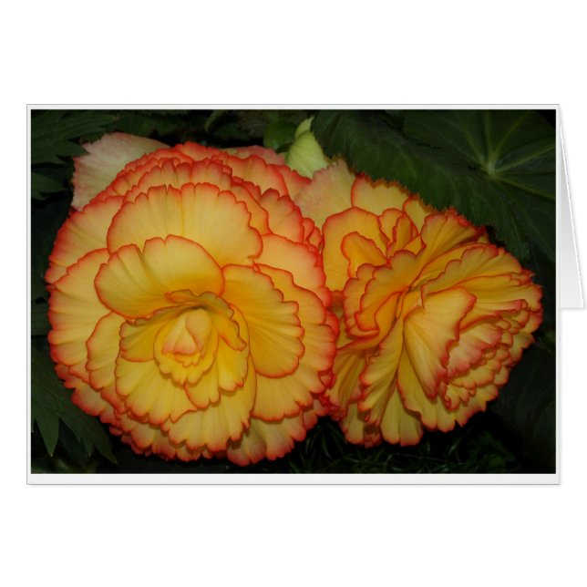 Begonias (Front Horizontal)