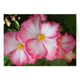 Begonias2