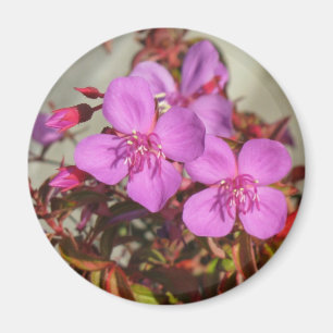 Begonias magnet