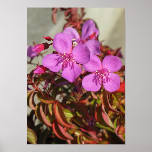Begonias poster (Front)