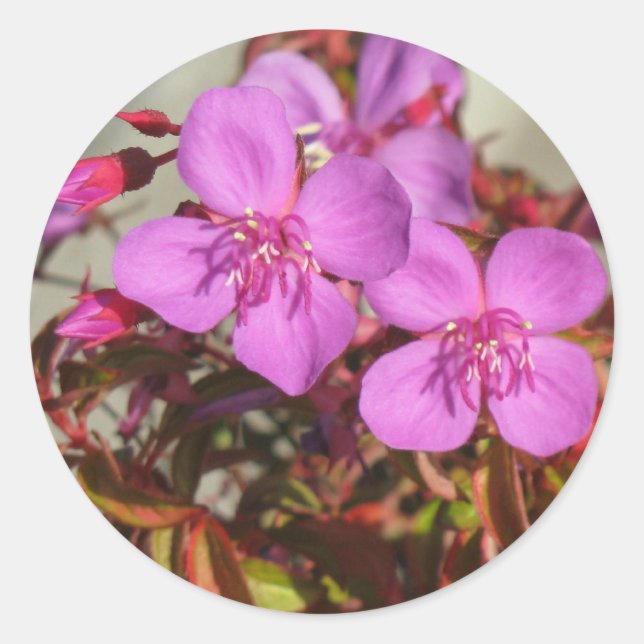 Begonias stickers (Front)