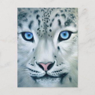 Behind Blue Eyes - Snow Leopard Postcard
