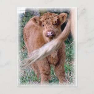 behind mama's tail postcard