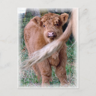 behind mama's tail postcard
