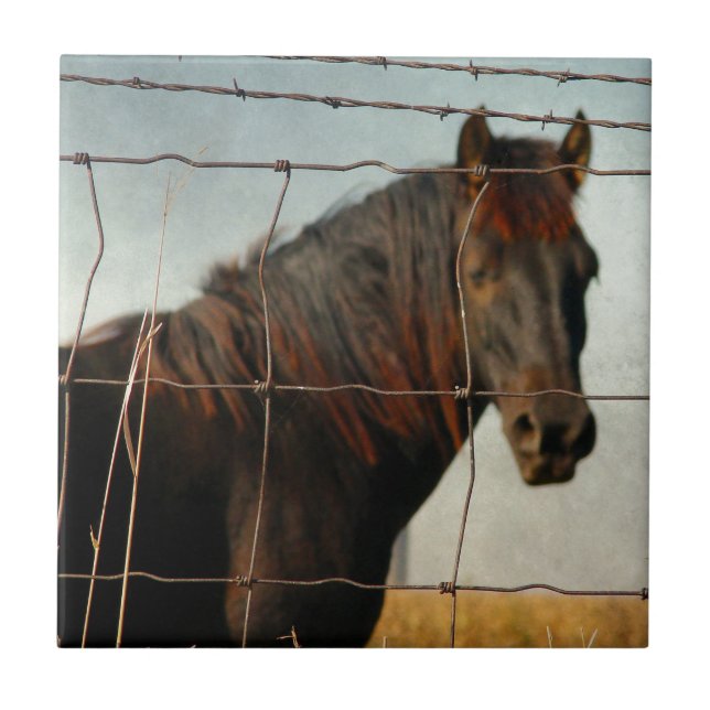 Behind the fence, abstract horse tile (Front)