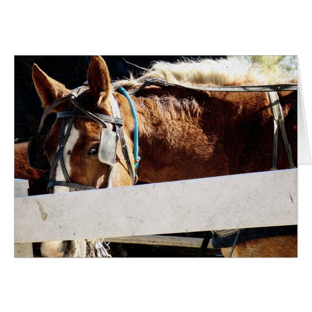 Behind the Fence Amish Horse (Front Horizontal)