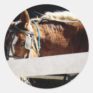 Behind the Fence Amish Horse Classic Round Sticker