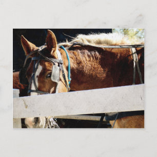 Behind the Fence Amish Horse Postcard