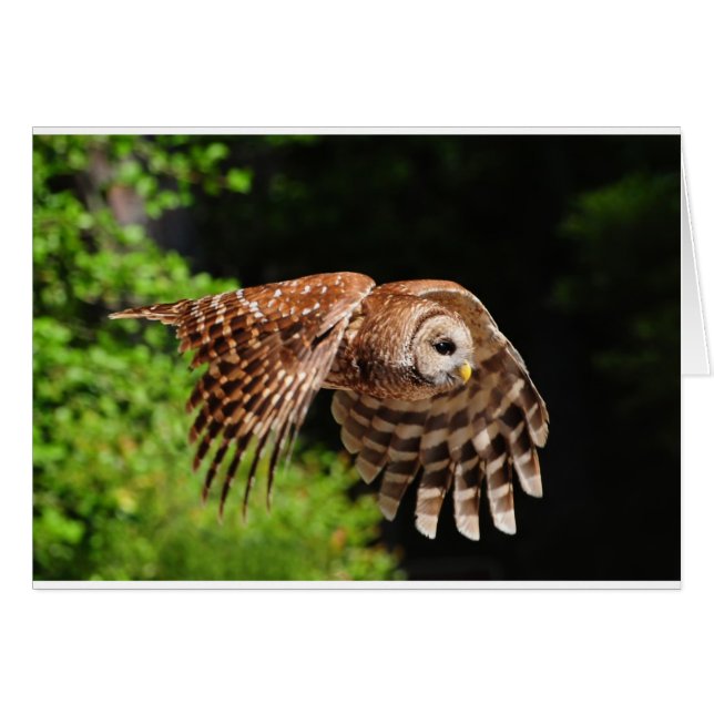 Behold, the magnficent Owl (Front Horizontal)