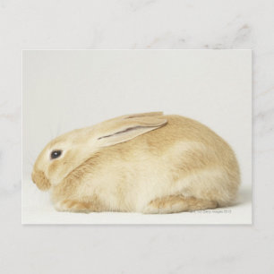 Beige bunny rabbit on white background 4 postcard
