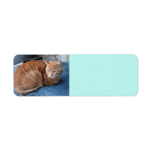 Beige Cat Address Label
