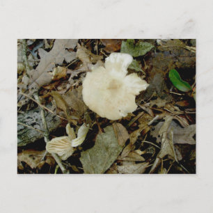Beige Mushrooms Postcard