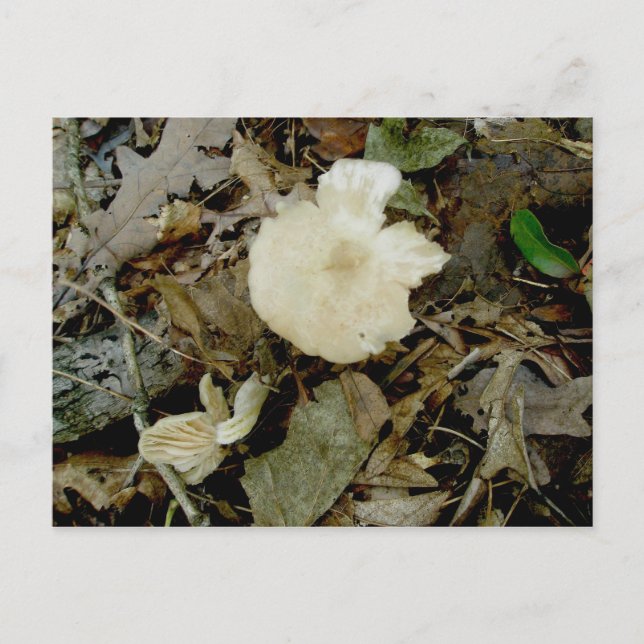 Beige Mushrooms Postcard (Front)