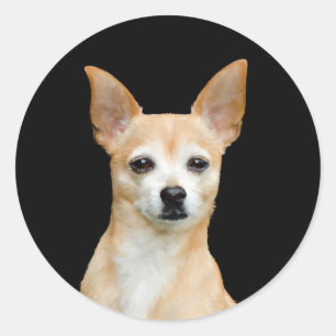 Beige painted chihuahua on black background classic round sticker
