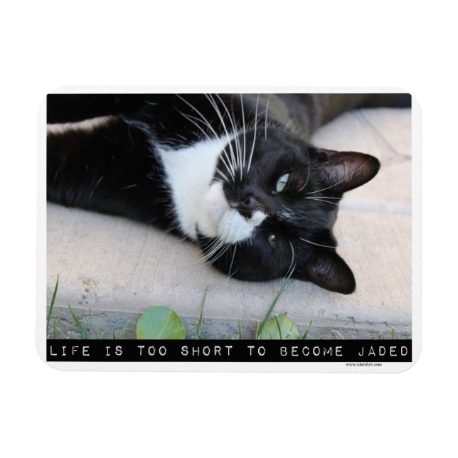 Being Jaded Encouraging Cat Advice Slogan Magnet (Horizontal)