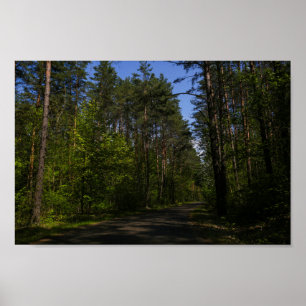 Belarus Forest Rural Road Sky Landscape Nature Poster