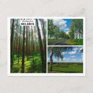 Belarus Greetings Nature Forest Scenery Postcard