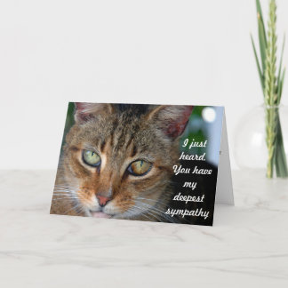 Belated cat sympathy card
