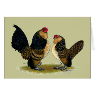 Belgian d'Anvers Bantams: Quail