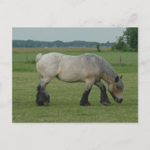 Belgian Draught Horse-colour grey grazing Postcard