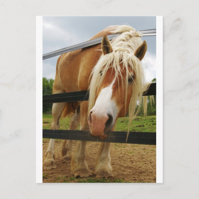 Belgian Draught Horse, Got Carrots? Postcard (Front)