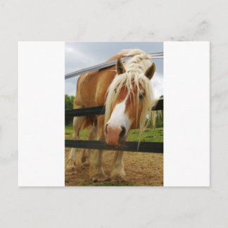 Belgian Draught Horse, Got Carrots? Postcard