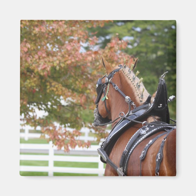 Belgian Draught horse in harness magnet (Front)