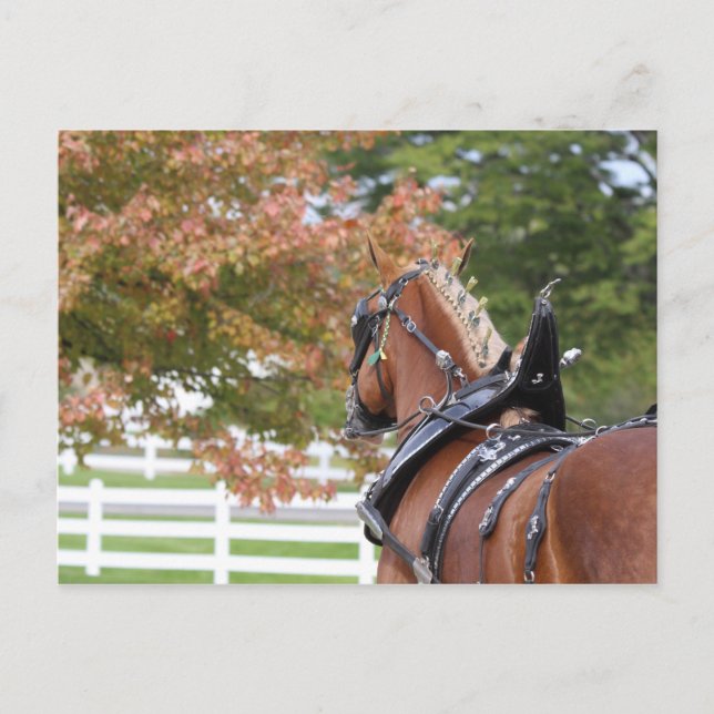 Belgian Draught Horse in Harness Postcard (Front)