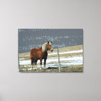 Belgian Draught Horse In Paddock Canvas Art