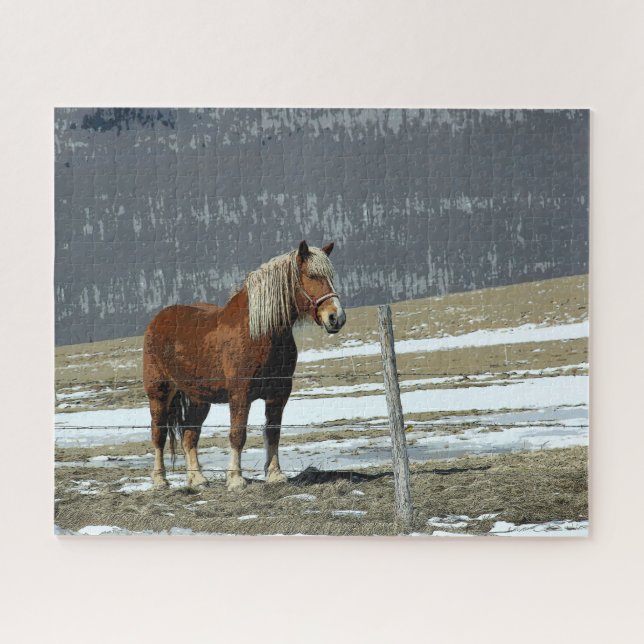 Belgian Draught Horse In Paddock Jigsaw Puzzle (Horizontal)