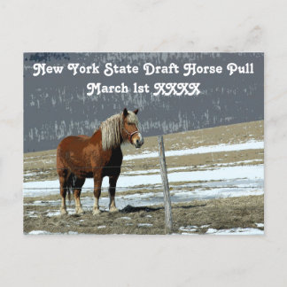 Belgian Draught Horse In Paddock Postcard