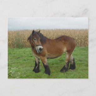 Belgian Draught Horse-looking back Postcard