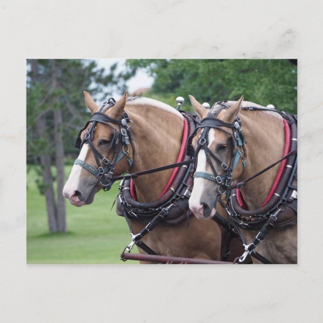 Belgian Draught Horse Team Postcard (Front)