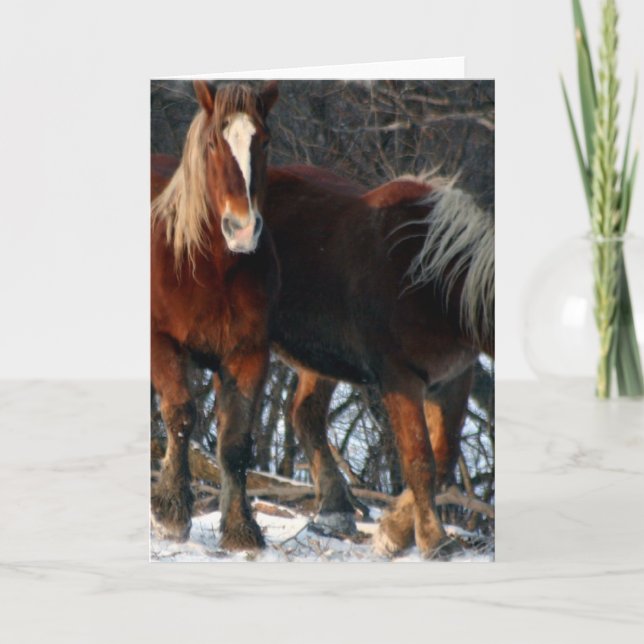 Belgian Draught   Horses Greeting Card (Front)