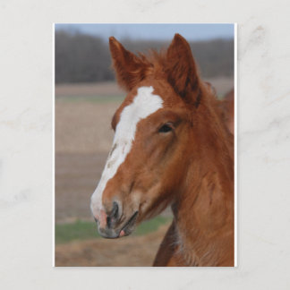 Belgian filly postcard