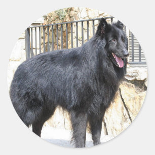 Belgian  (Groenendael) full Classic Round Sticker