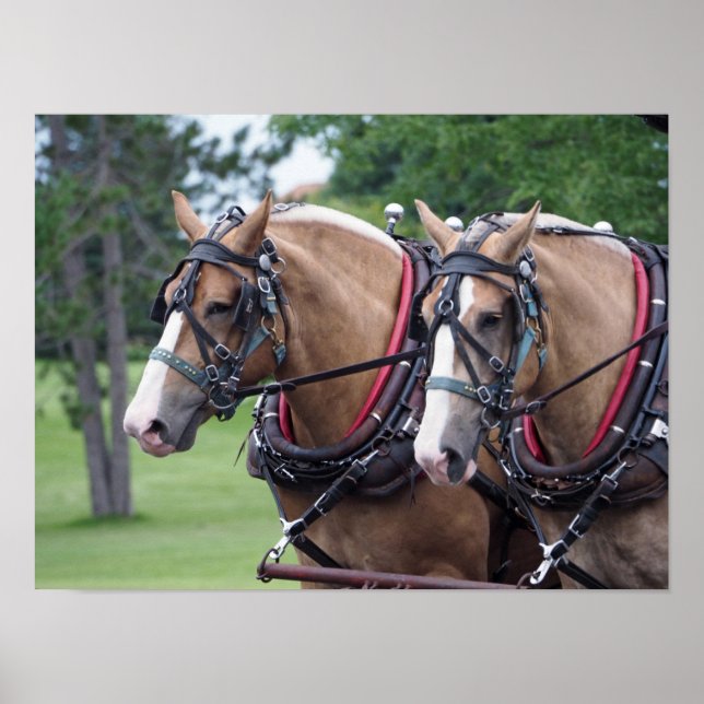 Belgian Horse Team Poster (Front)