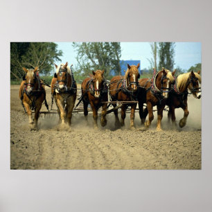 Belgian horses ploughing, six-up, Red Top Farm, Poster