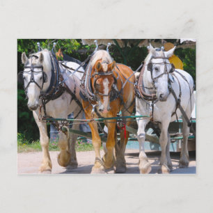 Belgian Horses Postcard