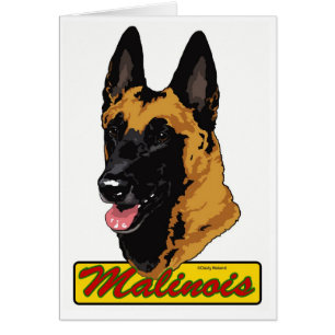 Belgian Malinois