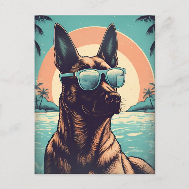 Belgian Malinois at a tropical beach during sunset Postcard (Front)