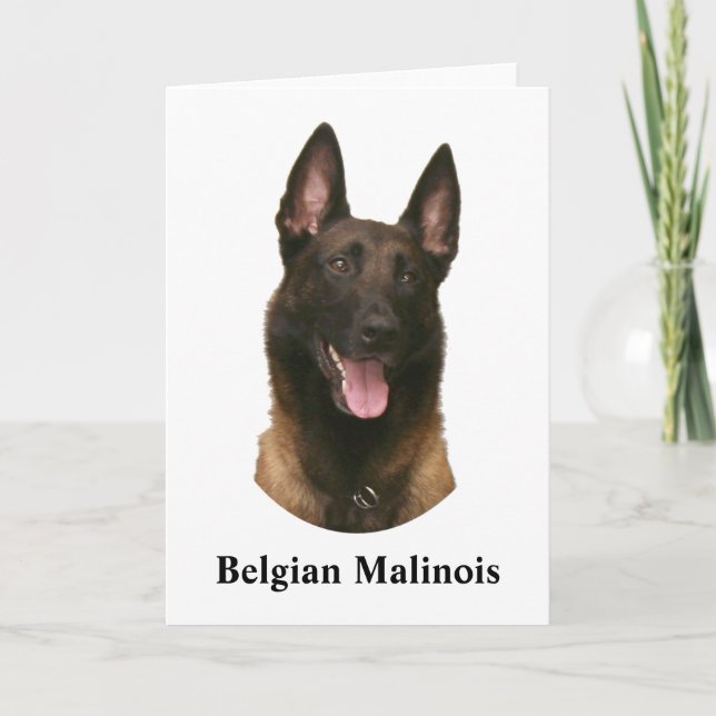 belgian malinois card (Front)