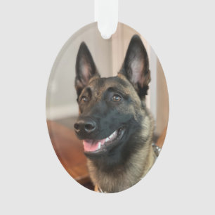 Belgian Malinois Dog Ornament